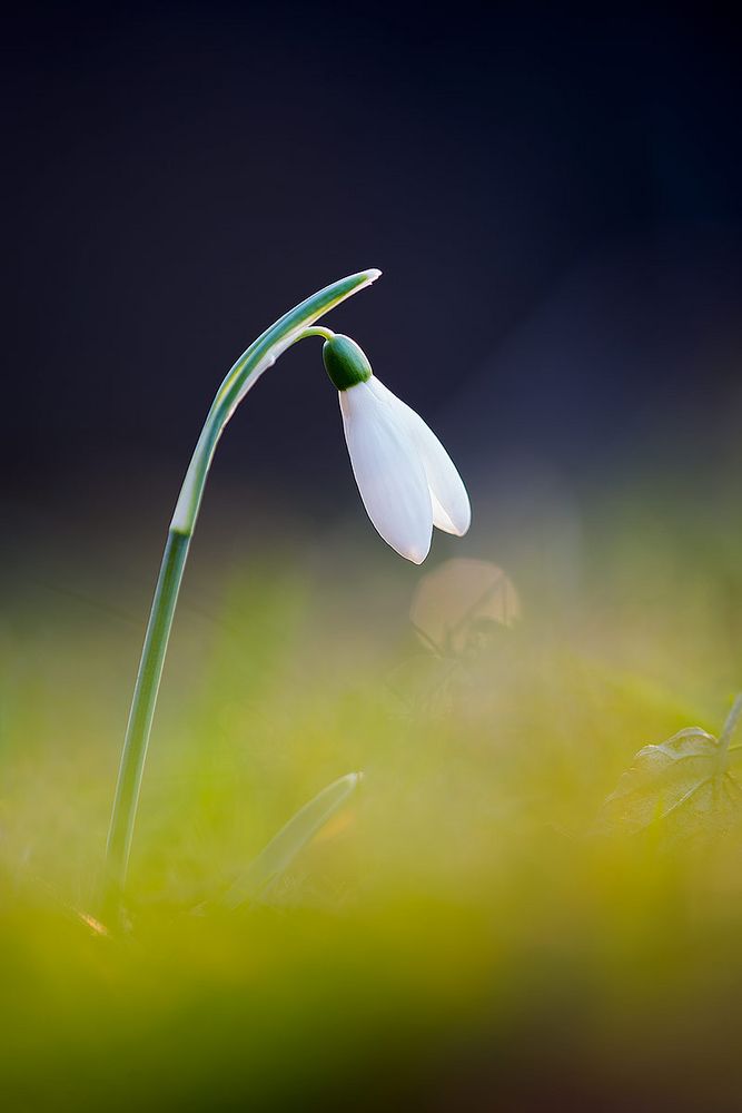 Galanthus nivali