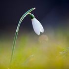 Galanthus nivali