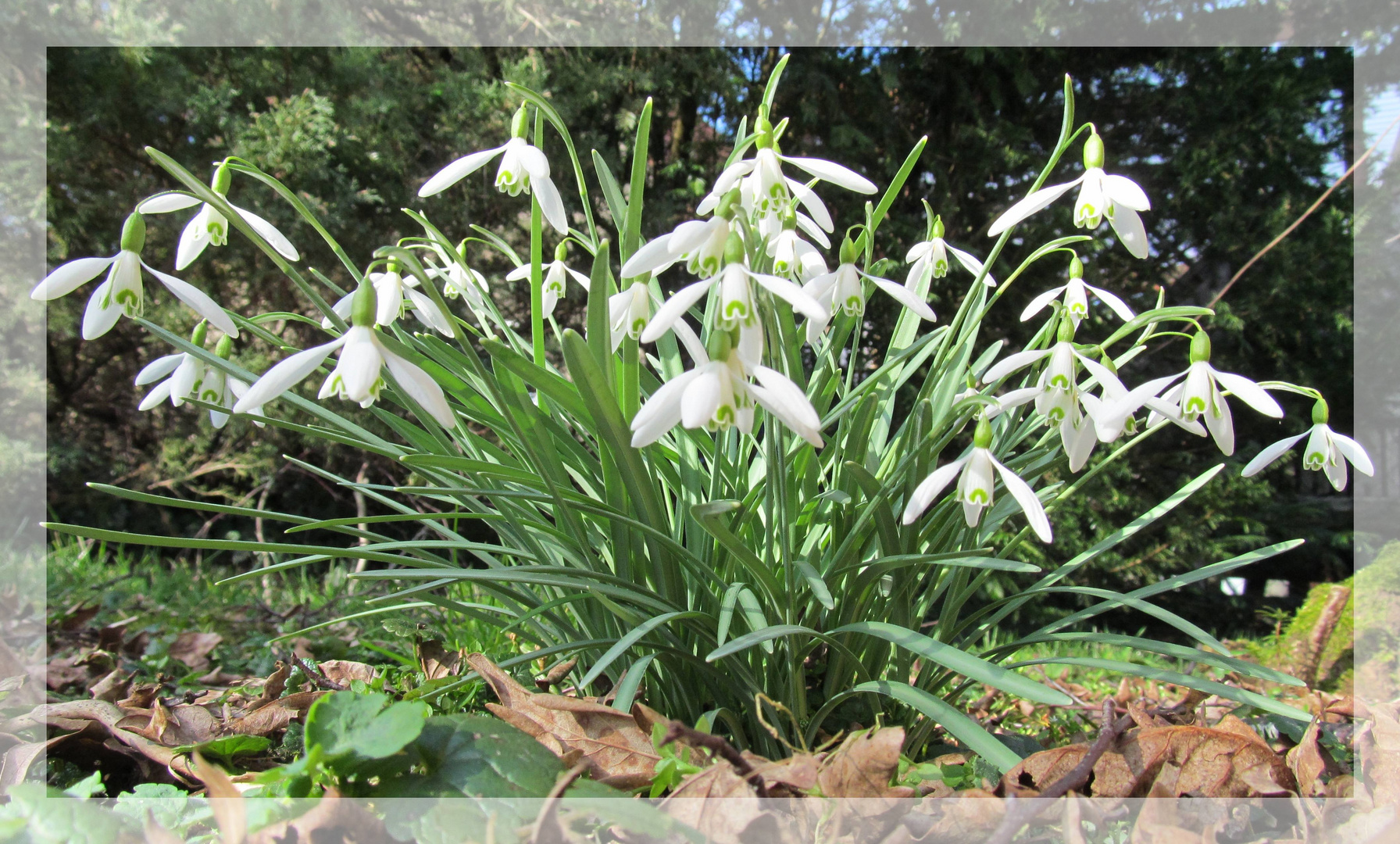 Galanthus nivalis .............