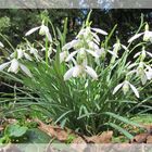 Galanthus nivalis .............