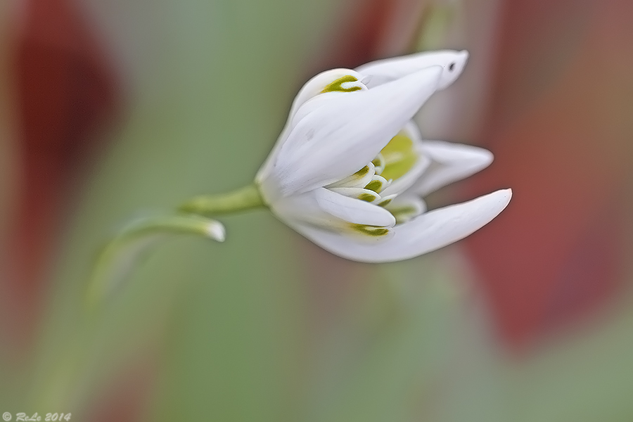 Galanthus nivalis