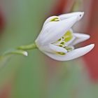 Galanthus nivalis