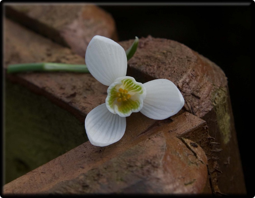 Galanthus nivalis