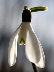 Galanthus nivalis