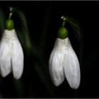 Galanthus Nivalis 2