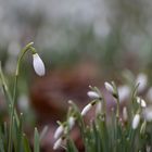 Galanthus nivalis