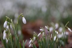 Galanthus nivalis