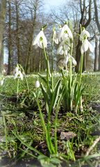 galanthus nivalis . .