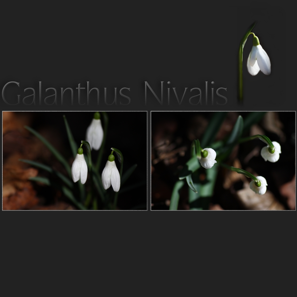 Galanthus Nivalis