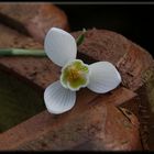 Galanthus nivalis