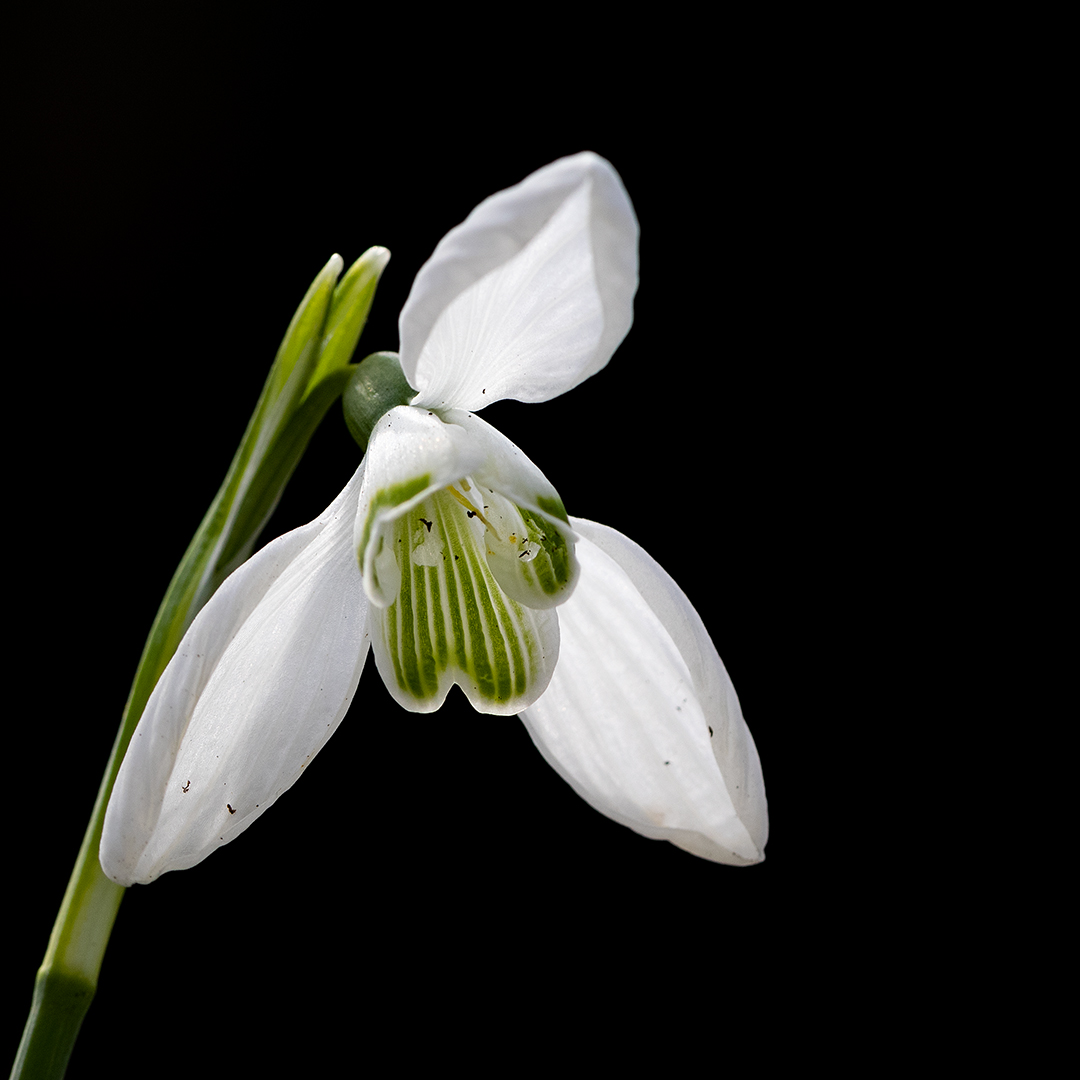 Galanthus nivalis