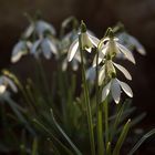 Galanthus nivalis