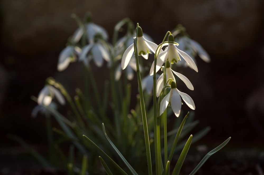 Galanthus nivalis