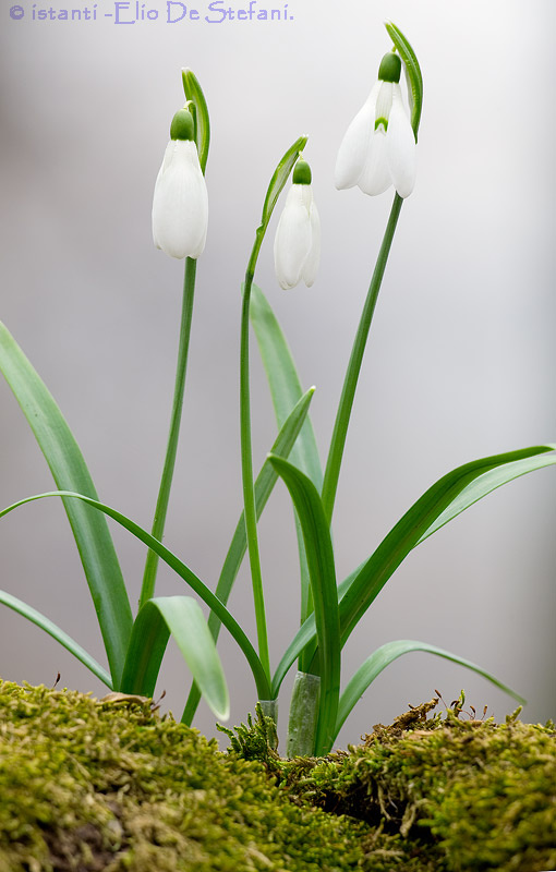 Galanthus nivalis -(bucaneve)