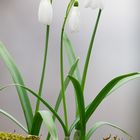 Galanthus nivalis -(bucaneve)