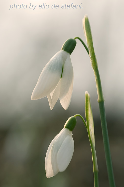 **Galanthus nivalis** bucaneve.