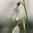 **Galanthus nivalis** bucaneve.