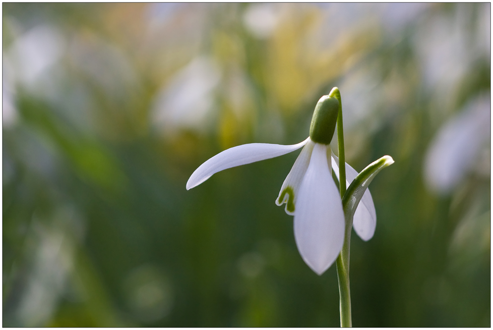 Galanthus nivalis