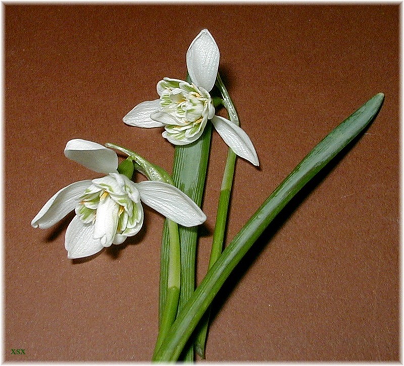 Galanthus nivalis