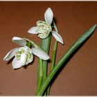 Galanthus nivalis