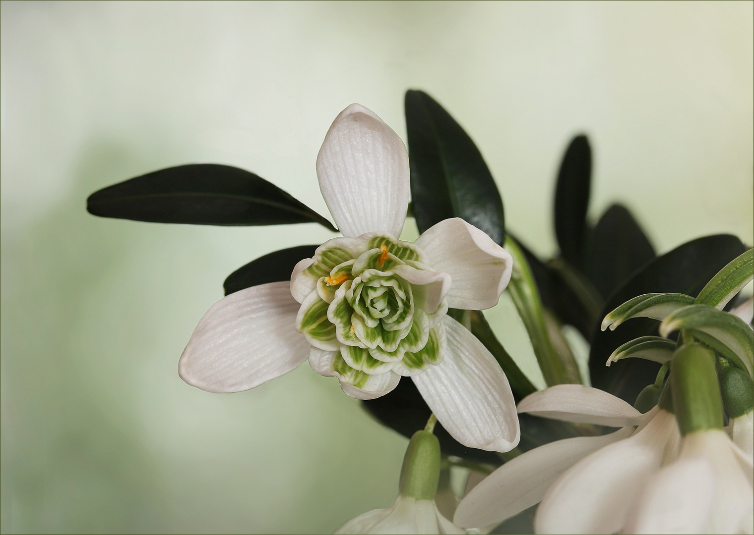 Galanthus nivalis 'Flore Pleno'....