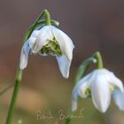 Galanthus nivalis forma pleniflorus