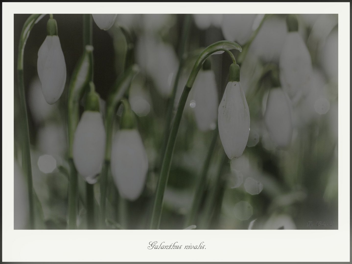 Galanthus nivalis on a bed of (back) light.