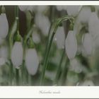 Galanthus nivalis on a bed of (back) light.