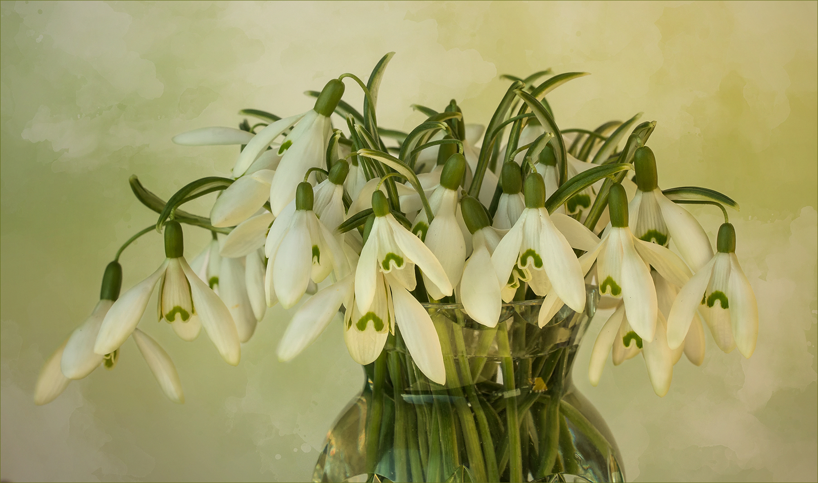 Galanthus nivalis - Schneeglöckchen....