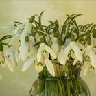 Galanthus nivalis - Schneeglöckchen....