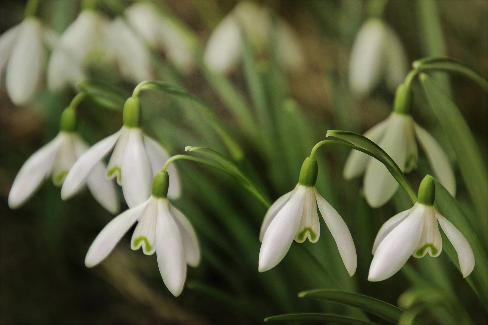 Galanthus nivalis - Schneeglöckchen