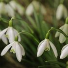 Galanthus nivalis - Schneeglöckchen