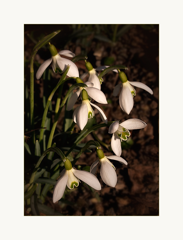 Galanthus nivalis - Schneeglöckchen...