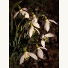 Galanthus nivalis - Schneeglöckchen...