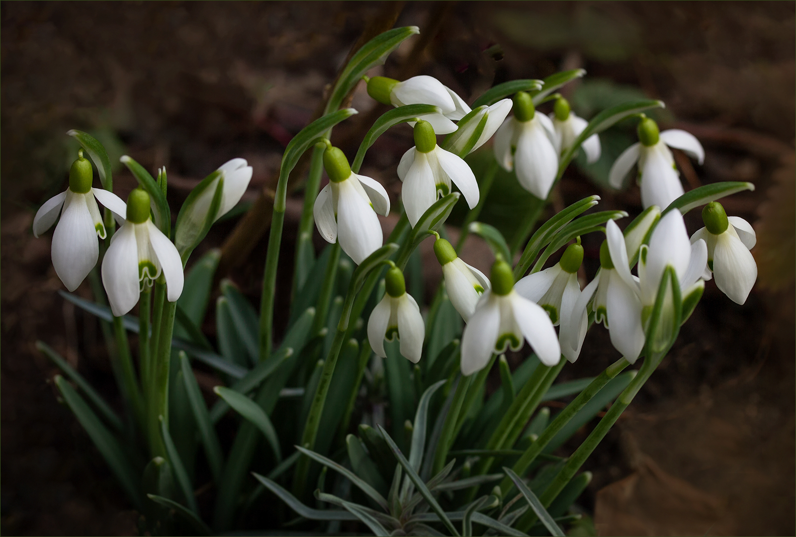 Galanthus nivalis - Schneeglöckchen...