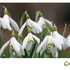 Galanthus oder Schneeglöckchen