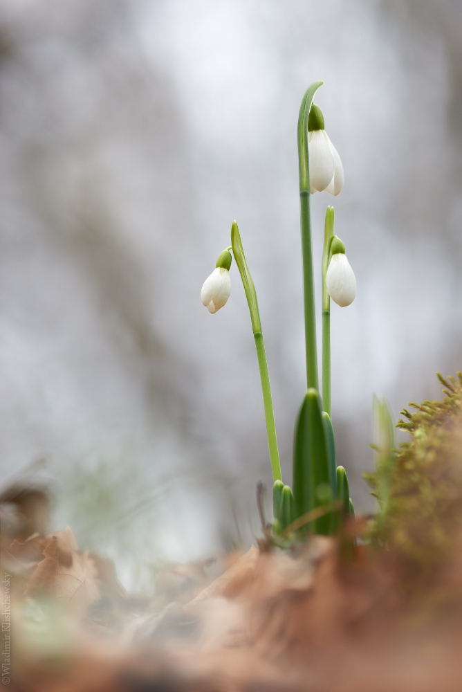 Galanthus plicatus