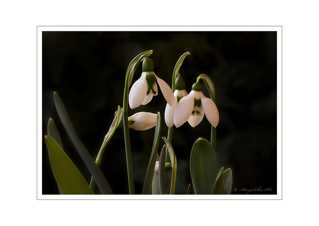 Galanthus, Schneeglöckchen