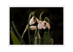 Galanthus, Schneeglöckchen