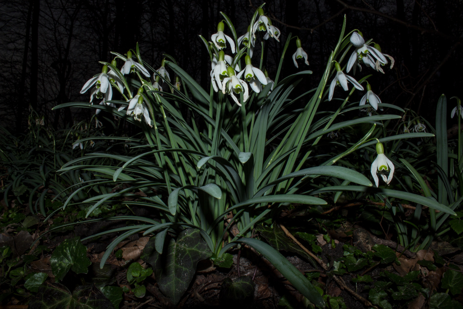 Galanthus spec.