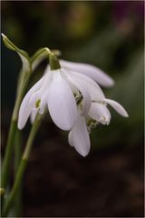 Galanthus - Wie kleine Regenschirme....