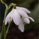 Galanthus - Wie kleine Regenschirme....