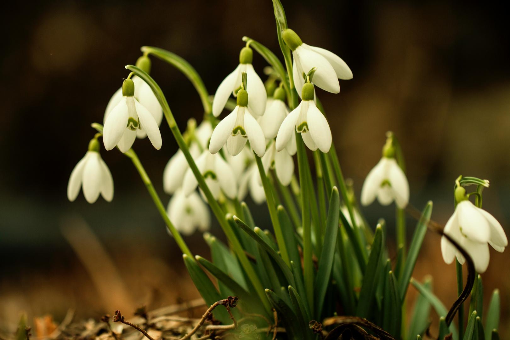 Galanthus x ‚S. Arnott’ in meinem Garten