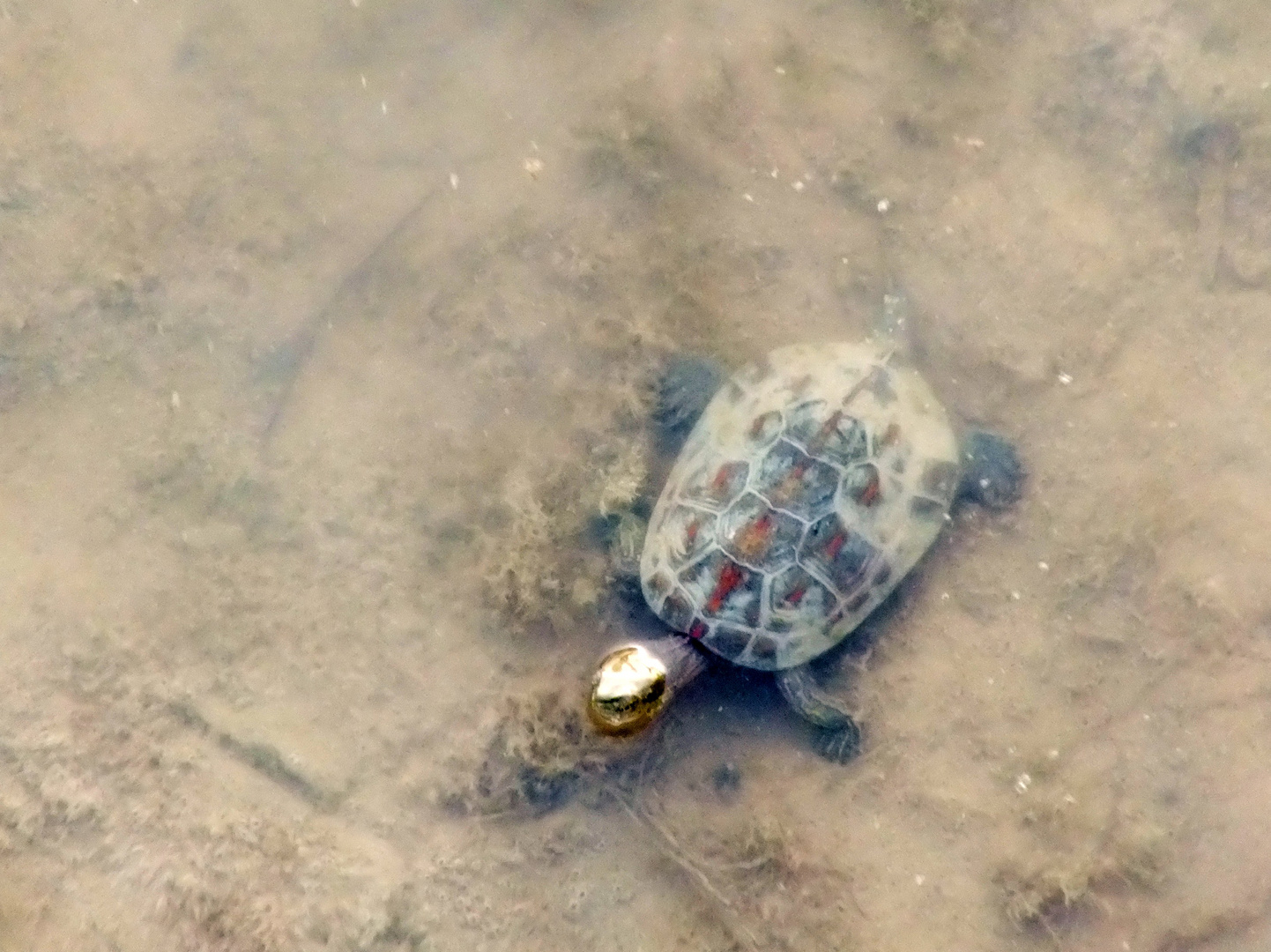 Galapago en libertad.