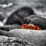 Galapagos [02] – Krabbe