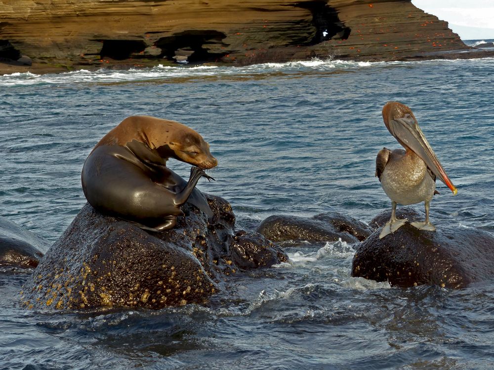 Galapagos