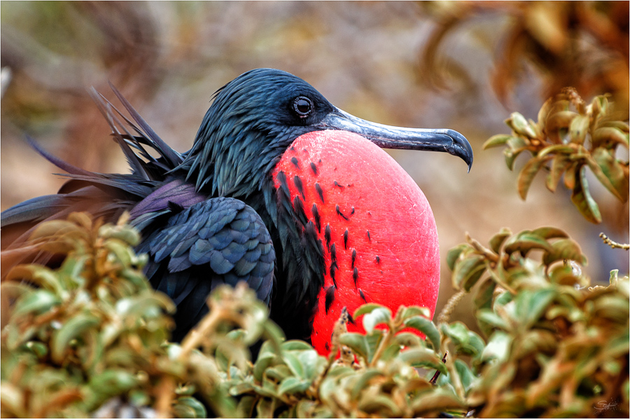 Galapagos [03] – Fregattvogel