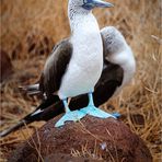 Galapagos [07] – Blaufußtölpel