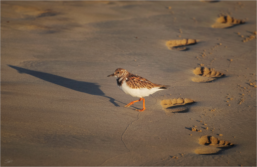 Galapagos [08] – Am Strand