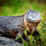 Galapagos [09] – Landleguan im Grünen